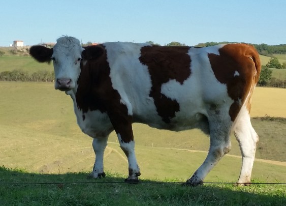 la vache a laveraet.jpg