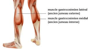 gasconien medial lateral.png