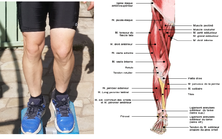 muscle jambe moi.jpg