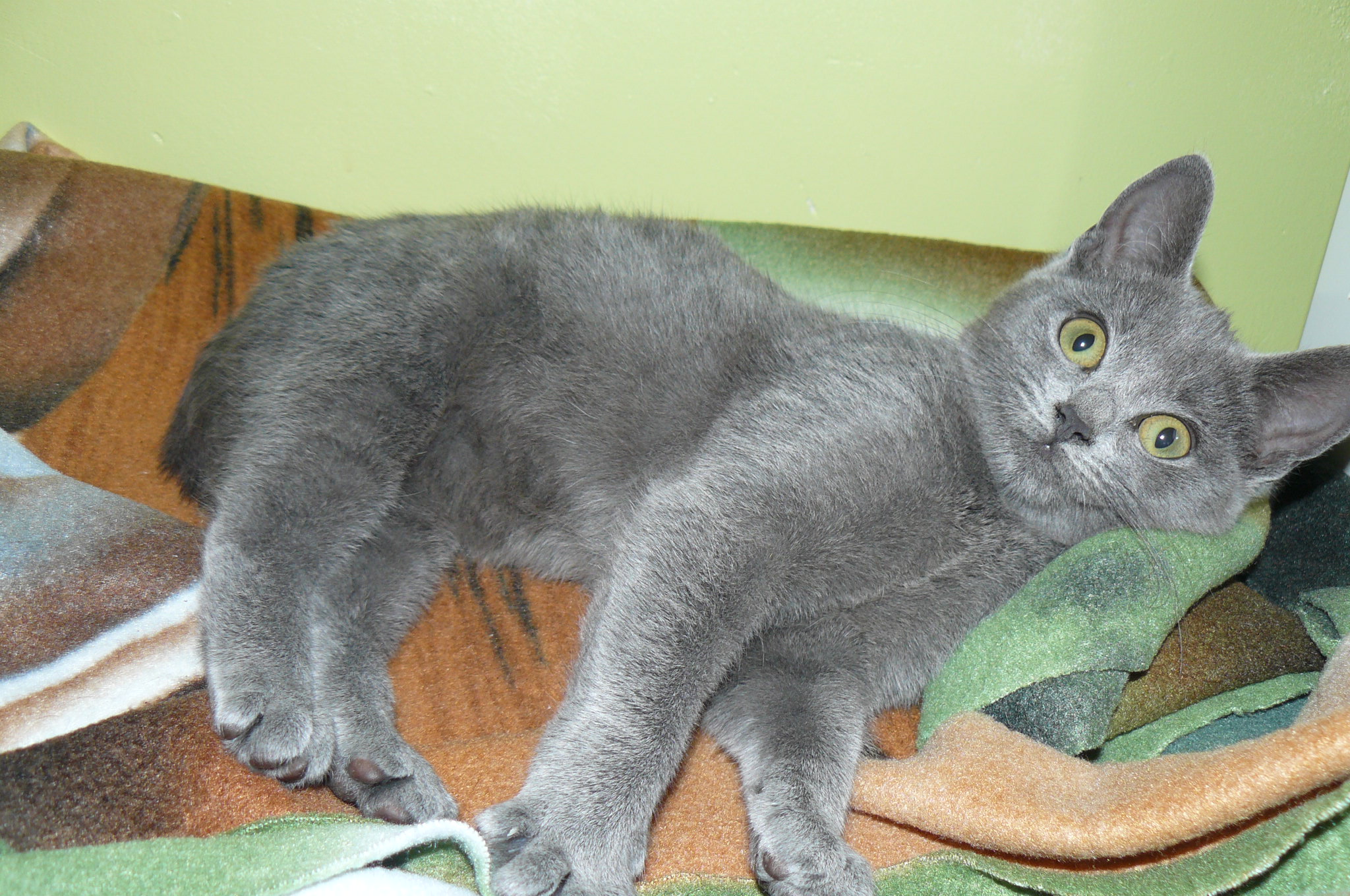 notice pompon tresor 020