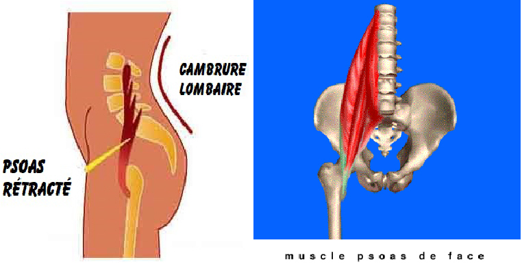 psoas.jpg