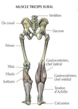 triceps%20sural.jpg