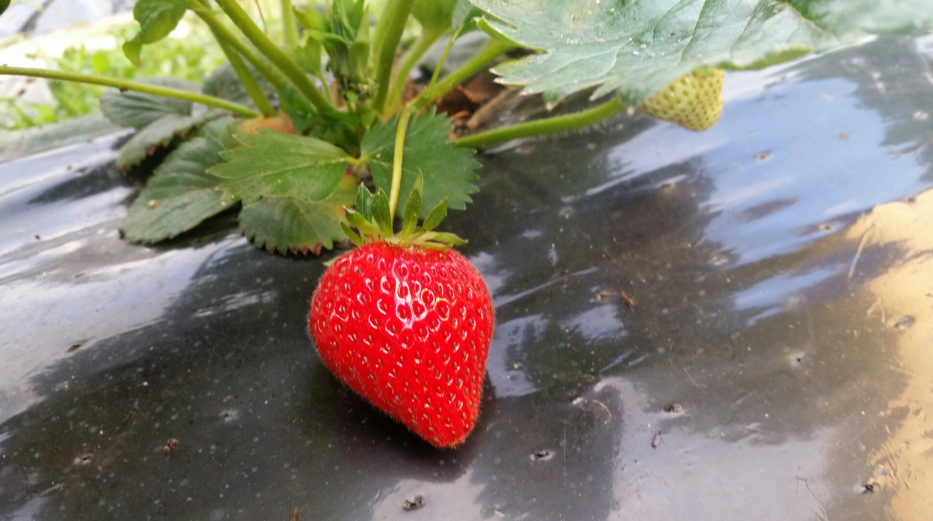 FB_IMG_1463682675879_optimized