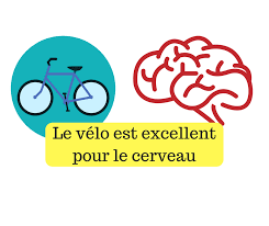 cerveau velo.png