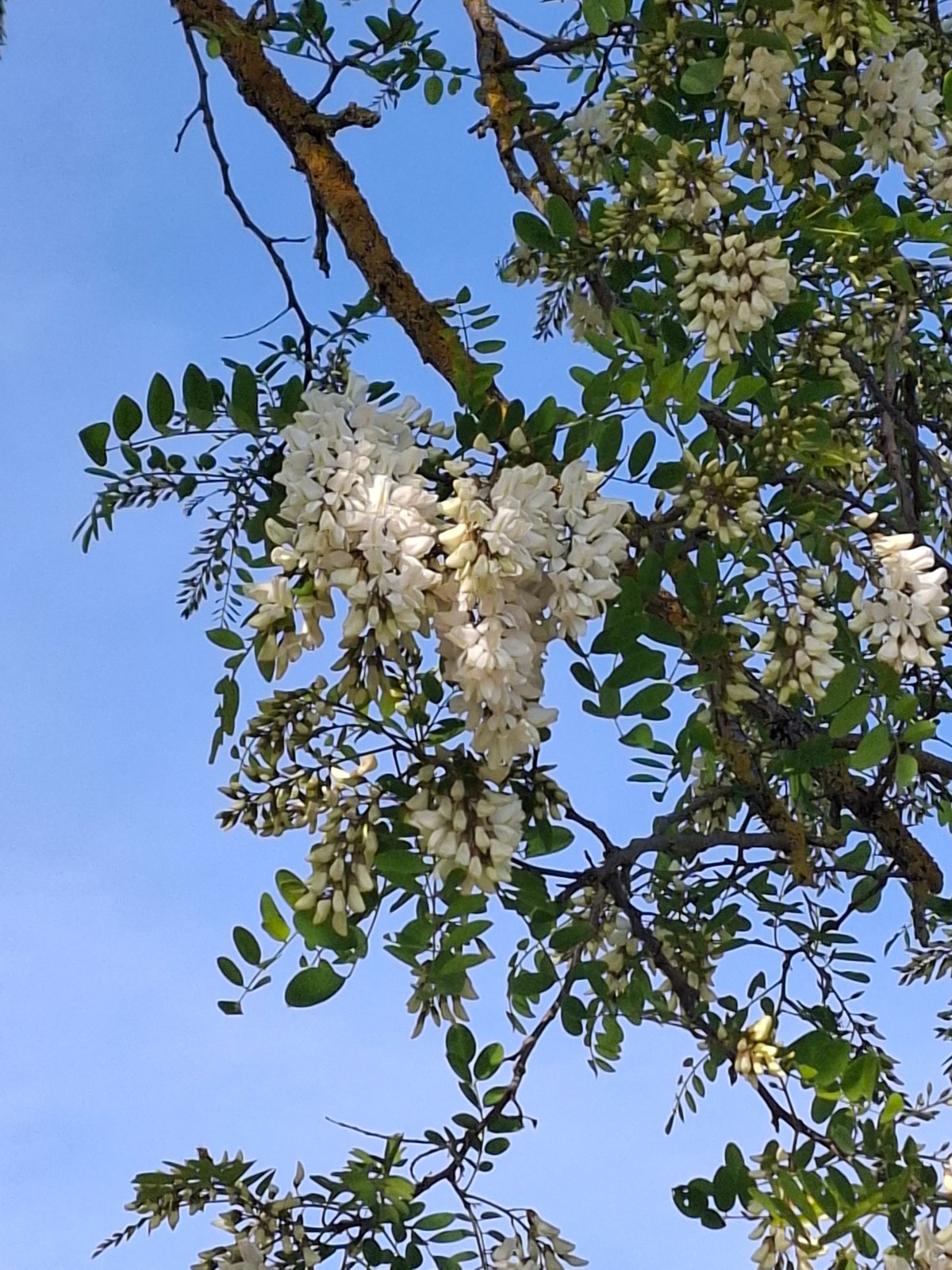 Les fleurs d’acacia
