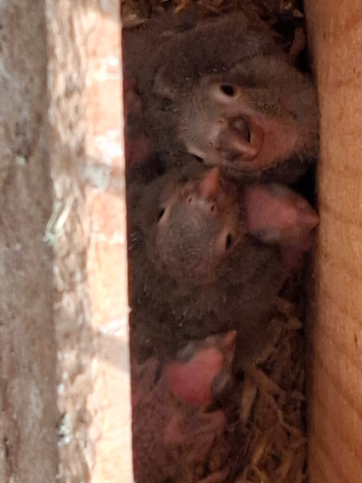 Nos bébés Conures