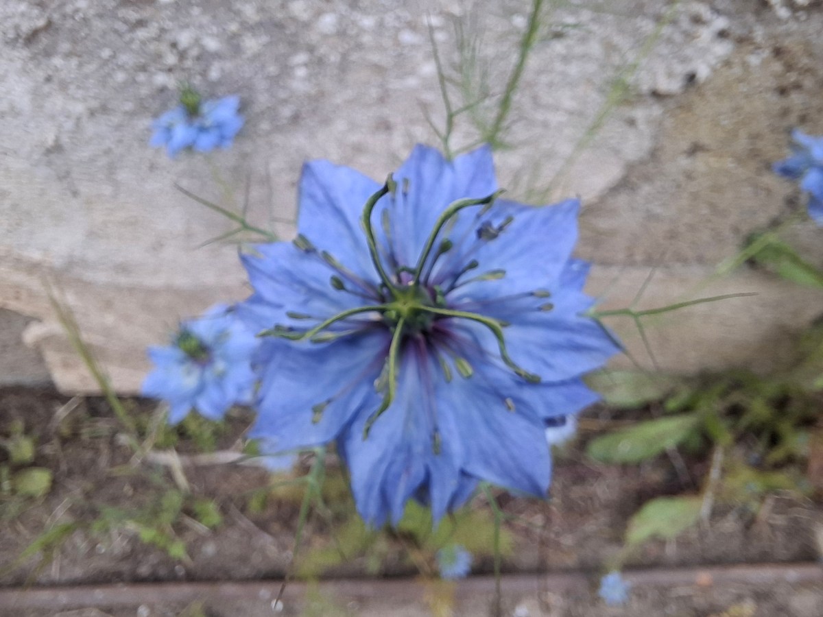 Des Nigelles de Damas chez nous à&nbsp;Marciac