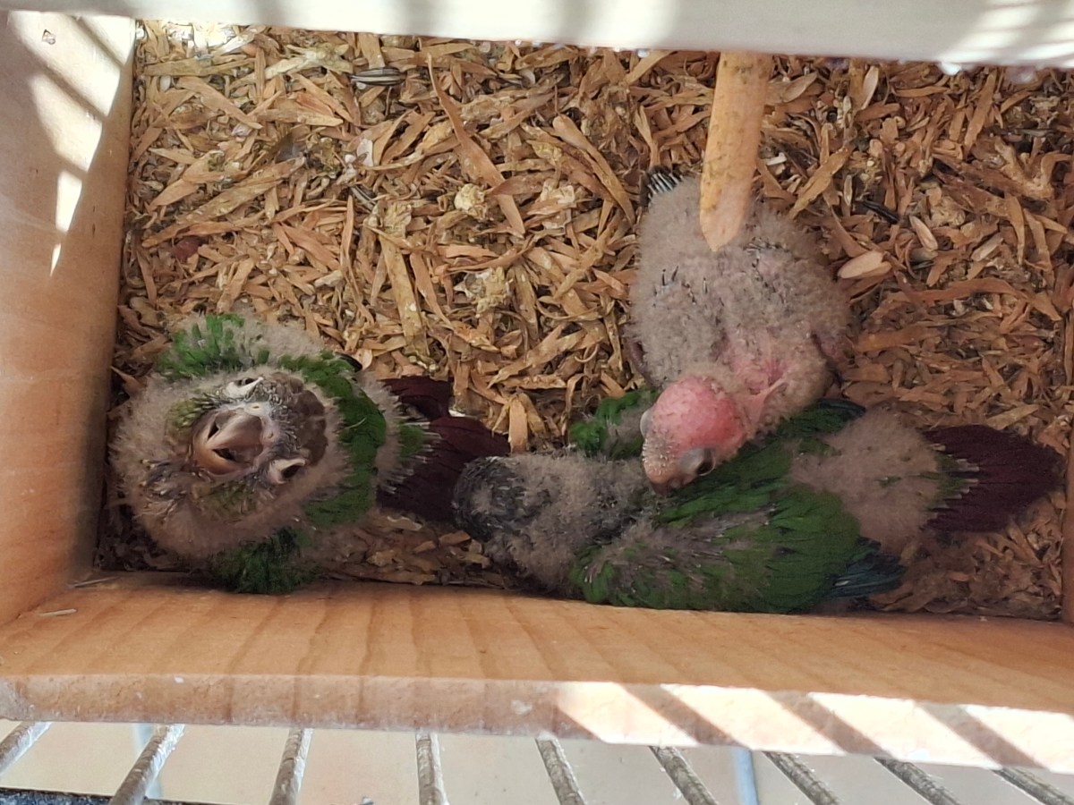 Bébés Conures 1&nbsp;mois